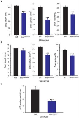 Thyroid Hormone Receptor Alpha Is Required for Thyroid Hormone-Dependent Neural Cell Proliferation During Tadpole Metamorphosis